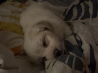 Beyaz Saf Maltipoo