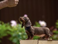Dachshund Sosis Köpek Mini Her Renk Yavrularımız