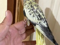 41 GÜNLÜK HARİKA SULTAN PAPAĞANI BEBEK