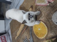 British shorthair kızımız mia