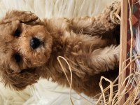 Veteriner teknikerinden toy poodle