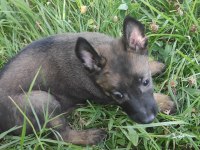 Şecereli belçika malinois yavruları