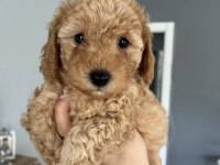 Toy poodle ev doğum
