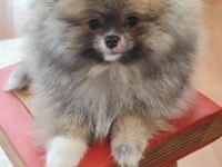 Pomeranian yavru