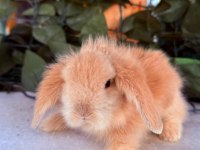 ORJINAL HOLLANDA TEDDY LOP TAVŞANI YAVRULARIMIZ