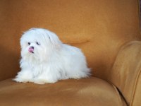 Maltese Yavruları