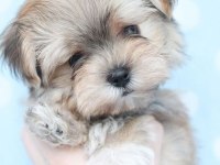 Morkie Adrese Teslim Kapıda Ödeme Yapabilirsiniz