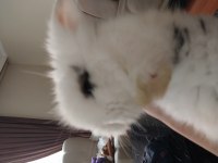 Hollanda lop tavşanı