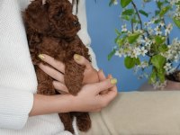 IRK GARANTİLİ TOY POODLE YAVRULARI