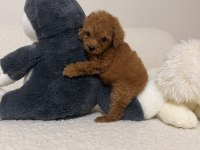 Orjinal Toy Poodle Yavrularımız