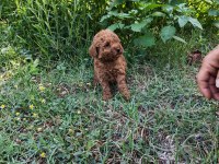 Toypoodle Bebekler 