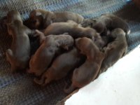 Doberman yavrular