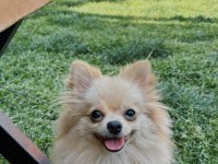 Pomeranian köpeğimiz izmir