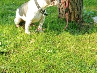 Blue pied french bulldog