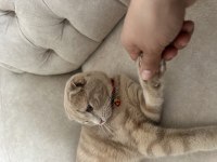 Ücretsiz sahiplendirilecek scottish fold