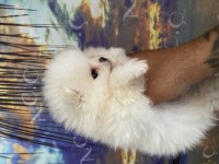 Orjinal ayı surat teacup pomeranian