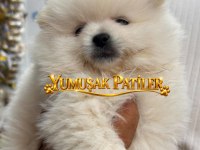 Ayıcık Pomeranian Boo