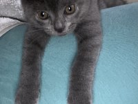 yavru british shorthair kedimiz