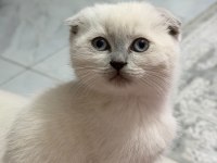 Sevimli scottish fold yavrulara yeni yuva arıyoruz