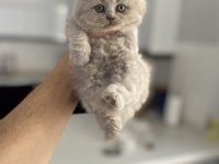 British shorthair ve longhair kediler