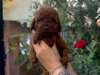 Kore poodle kızlar ve erkekler
