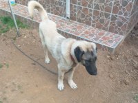 Ücretsiz Sahiplendirme kangal