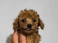 Poodle Bebekleri