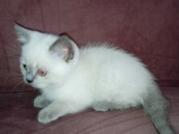 Blue point ve scottish fold yavrular 7 tane