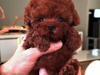 Toy poodle red brown yavrularımız