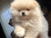 3 aylık dişi Pomeranian üst kalite