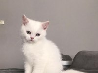 British Longhair ve British Shorthair,