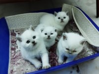 BLUE POİNT BRİTİSH SHORTHAİR YAVRULAR