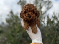 Erkek Toy Poodle Gerçek Kalite İsteyene
