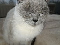 2 yaşında british shorthair