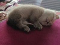 3.5 aylık british shorthair yavrular