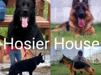 Nova Hosier House Alman Kurdu