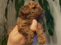 EVİMDEN ORJİNAL TOY POODLE
