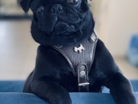 9 Aylık Erkek Pug