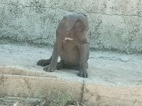 Cane corso blue bebekler