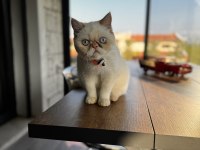 8 aylık çok uysal exotic shorthair