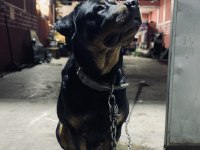 Dişi rottweiler