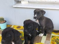 Cane corso yavruları