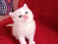 Safkan british shorthair yavrularımız