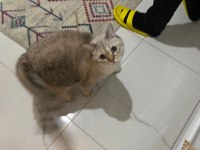 Çok Tatlı British Shorthair