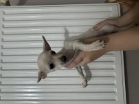 Şivava minyatür pinscher