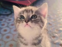 British shorthair kedisi