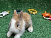 TATLI TAVŞAN YAVRULARI VE FULL SET VE KAPIDA ÖDEME