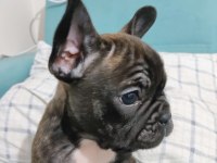 Köpeğimi ücretsiz sahiplendirmek istiyorum