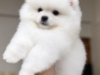 KUSURSUZ KARBEYAZ POMERANİAN BOO