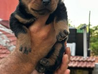 Macar kafa rottweiler yavrular